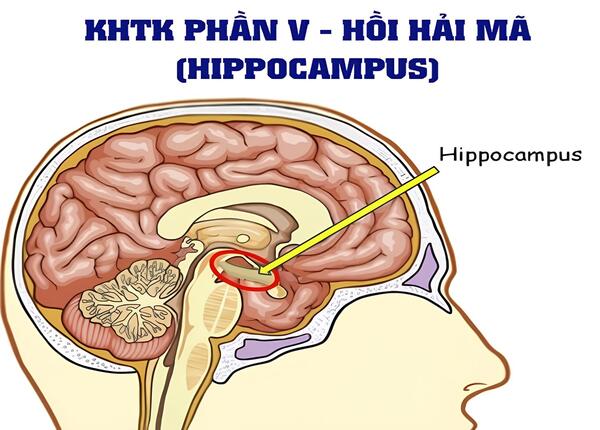 FTT_Thieu_ngu_keo_dai_co_anh_huong_nao_bo_hay_khong