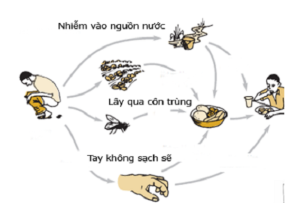 Khác với Viêm gan B, con đường lây virus HEV chủ yếu qua đường phân -miệng