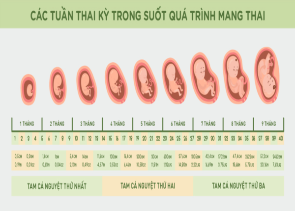 Tại sao lại gọi là tam cá thể nguyệt thứ hai